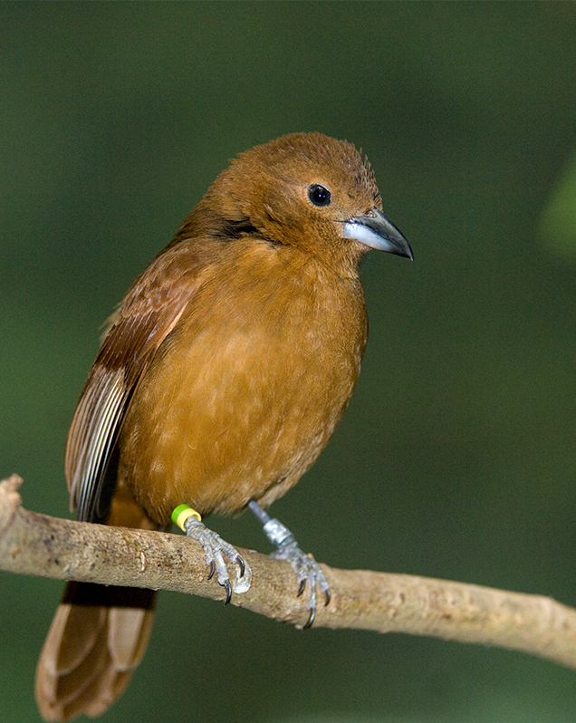 White-lined tanager in exhibit