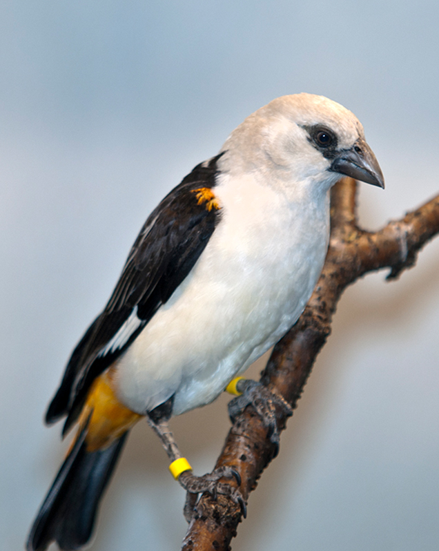 White-headed buffalo weaver in exhibit