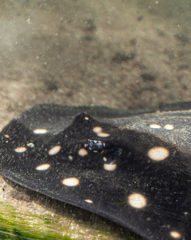 White-blotched river stingray in exhibit