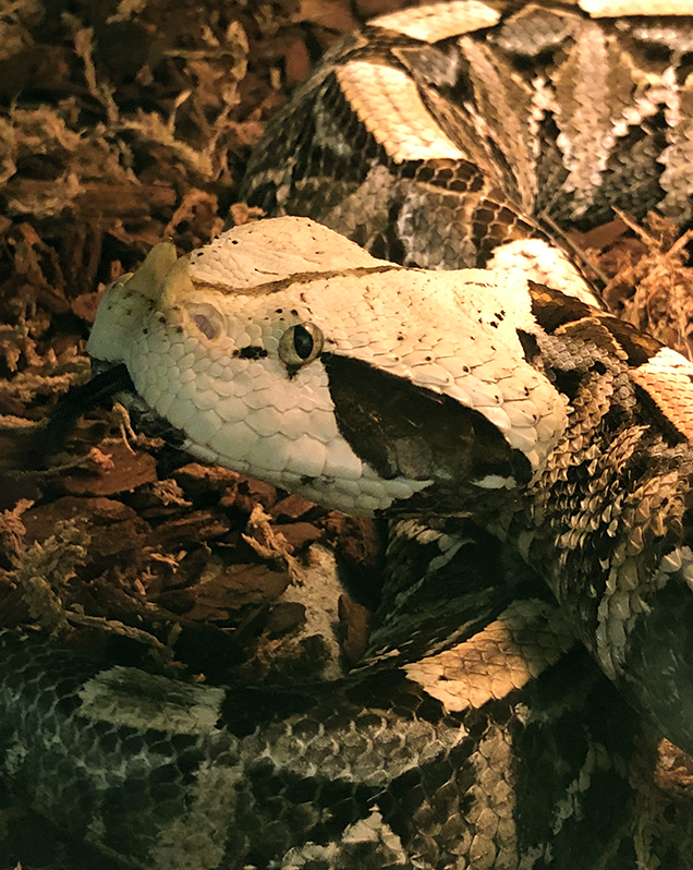 West African gaboon viper in exhibit