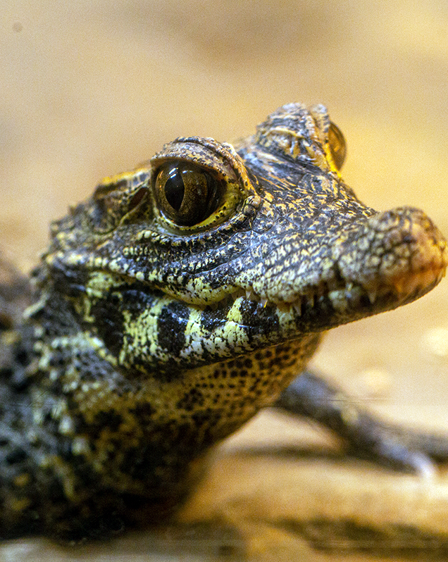 West African dwarf crocodile in exhibit