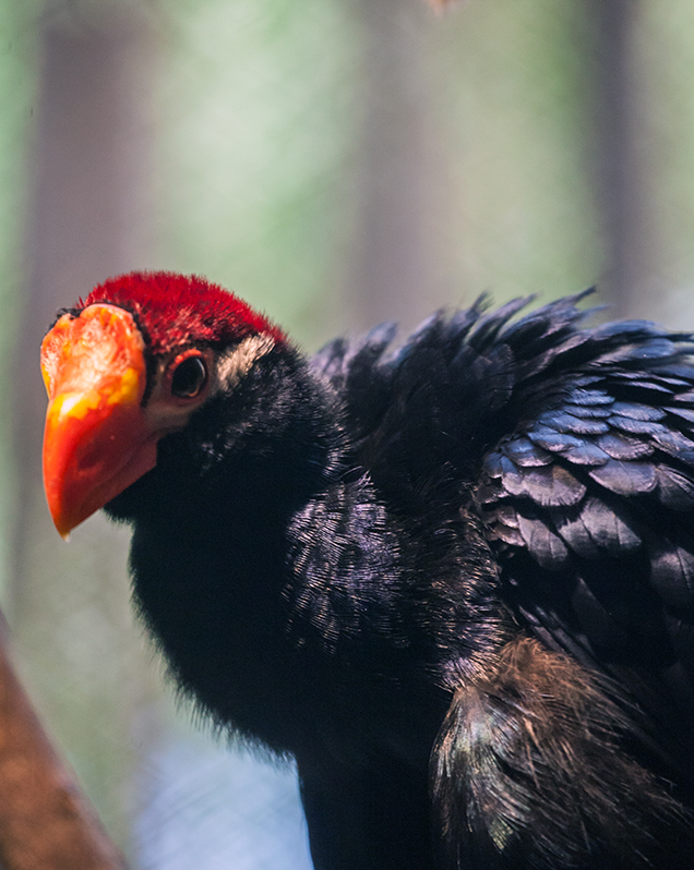 Violaceous turaco in exhibit