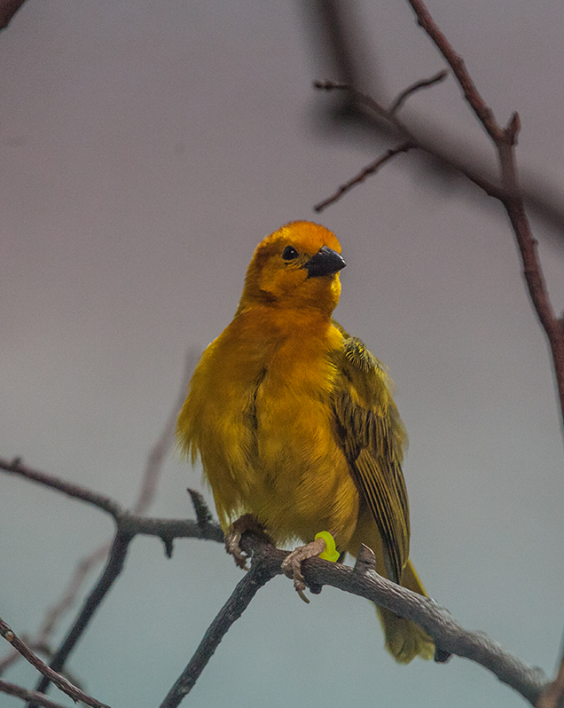Taveta golden weaver