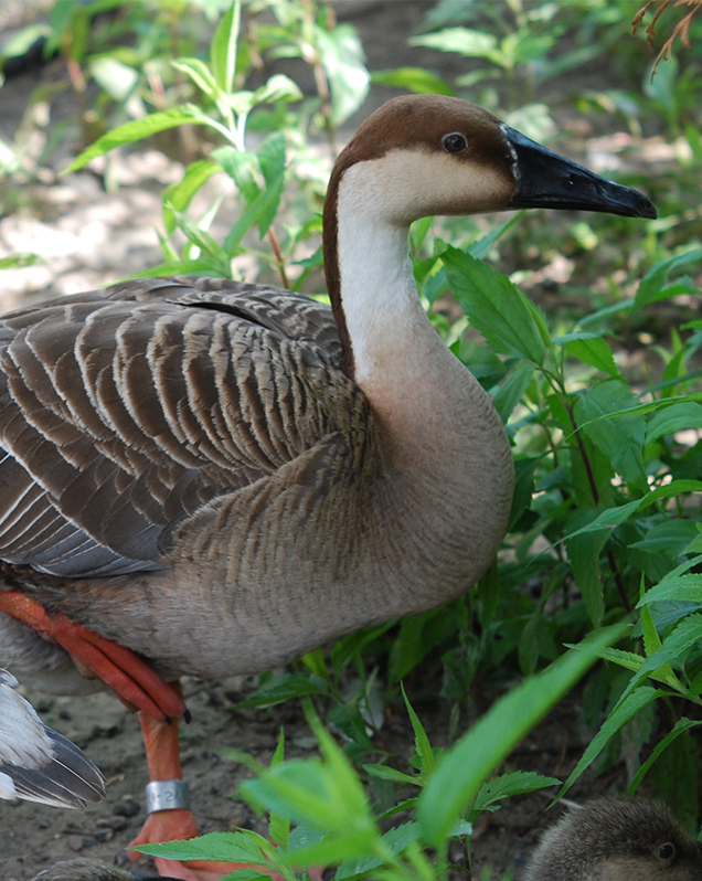 Swan Goose - Lincoln Park Zoo