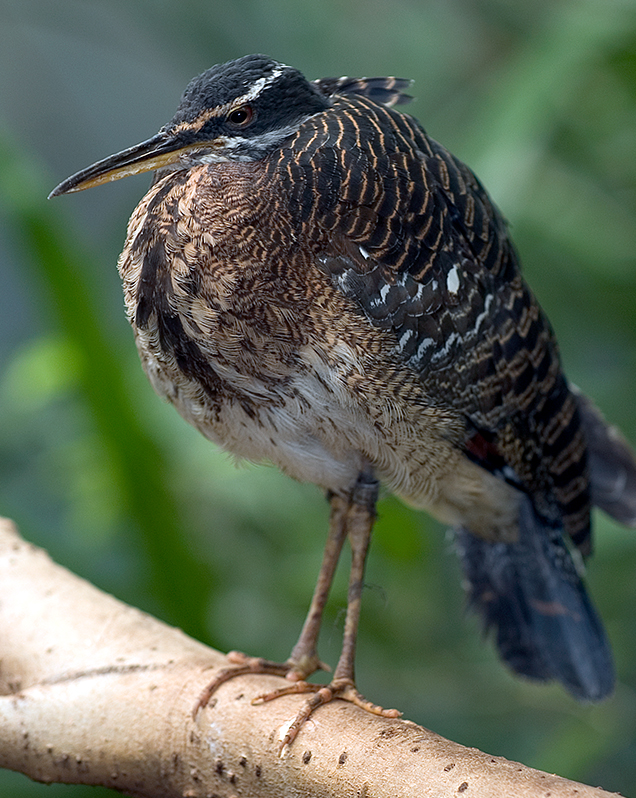 Sunbittern in exhibit