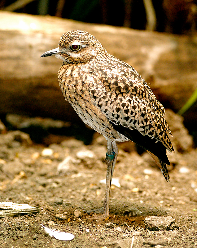 Spotted dikkop in exhibit