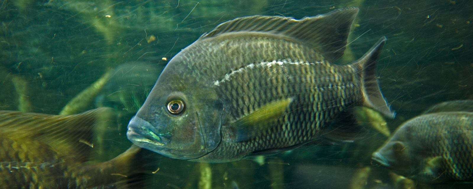 Zebra tilapia in exhibit