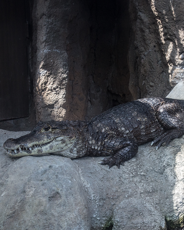 Spectacled caiman in exhibit