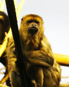 Southern black howler monkey in exhibit