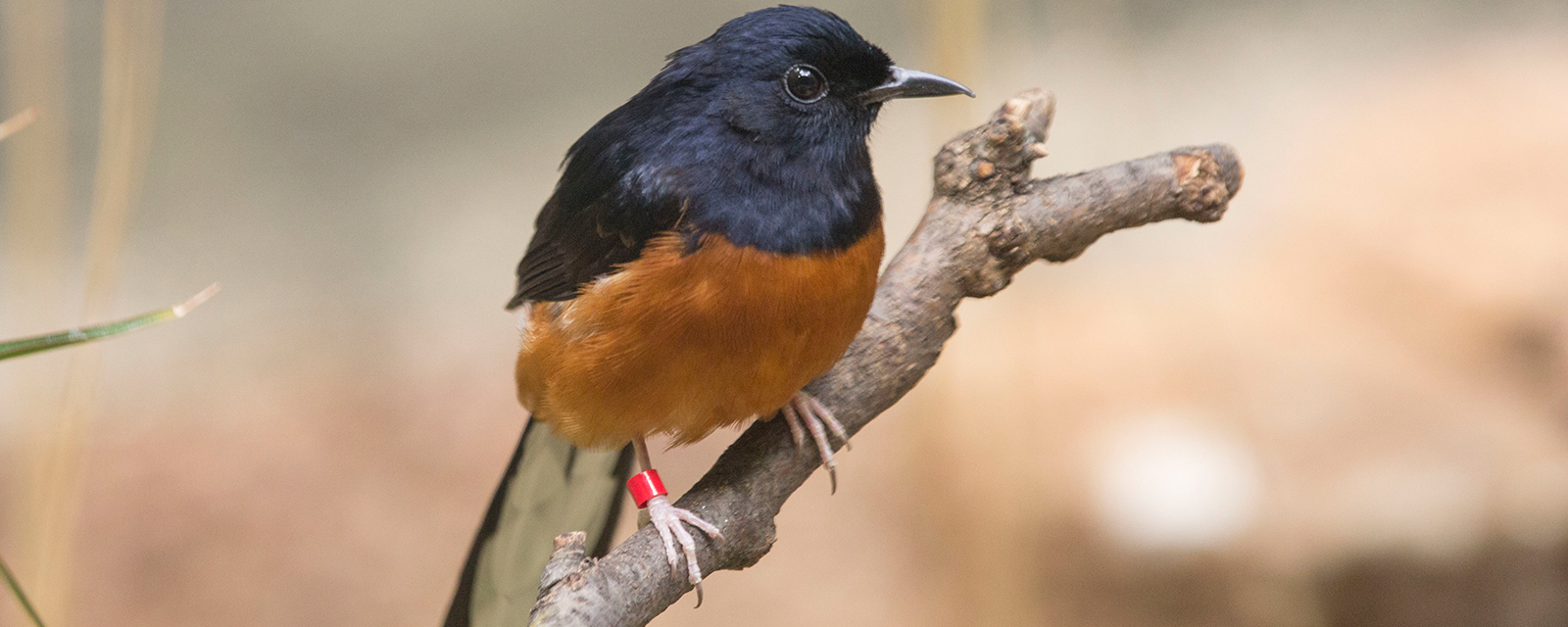 White-rumped shama in exhibit