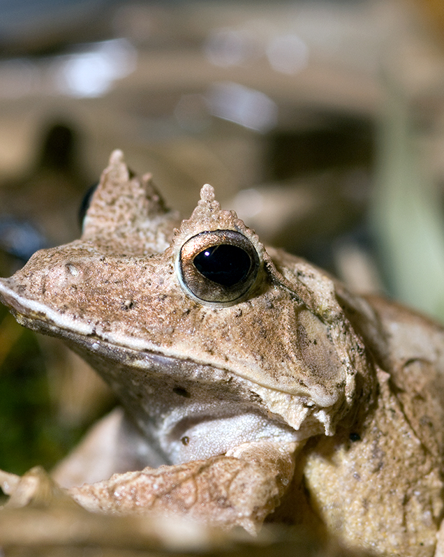 Solomon Island leaf frog in exhibit