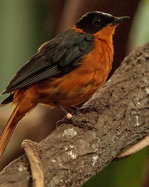Snowy-headed robin chat in exhibit