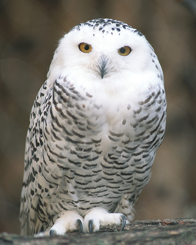 Snow owl in exhibit