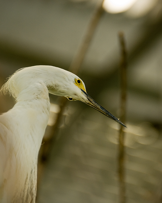Snowy egret in exhibit