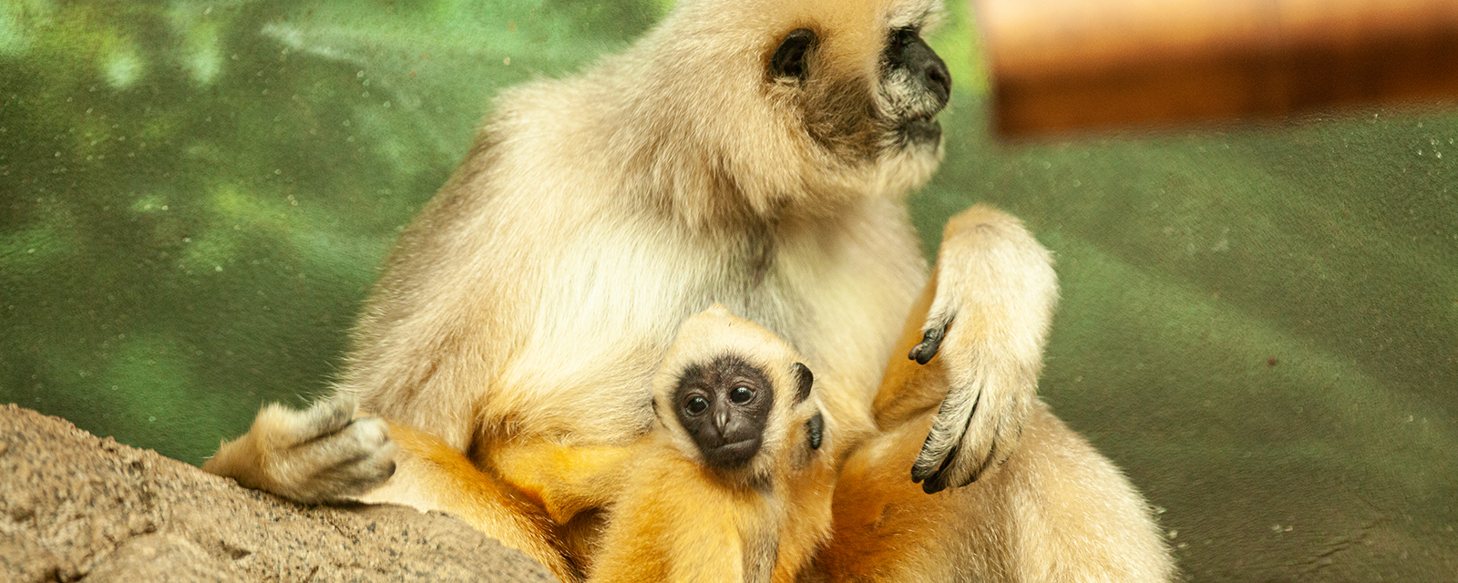 White-cheeked gibbon in exhibit