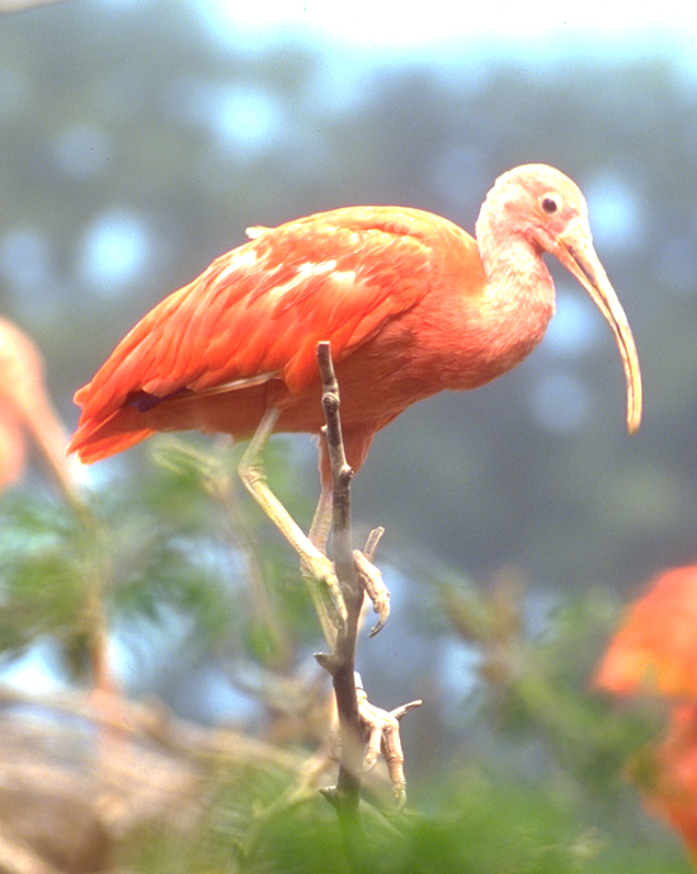 Scarlet ibis in exhibit