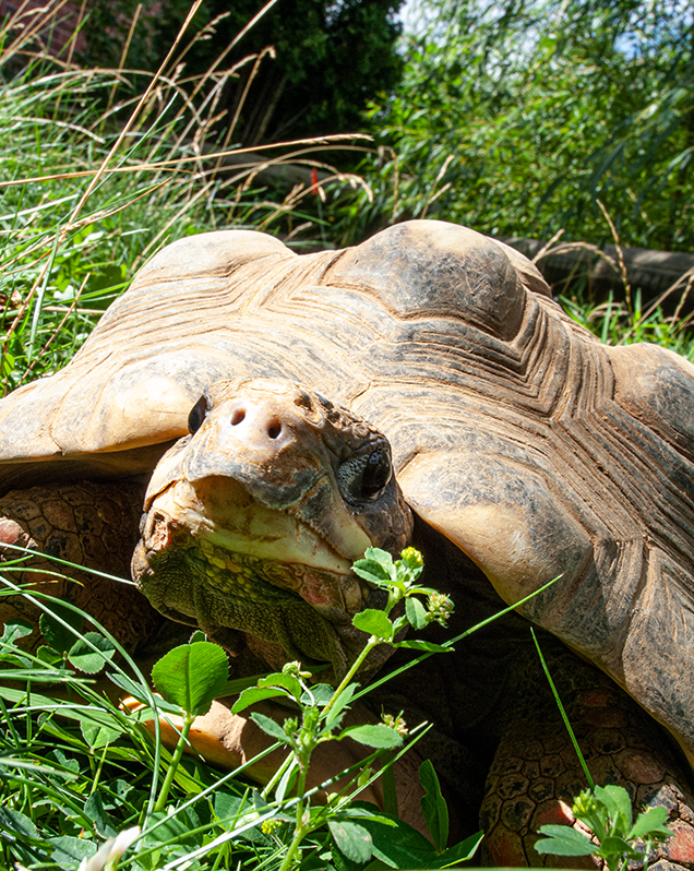 Red-footed tortoise in exhibit