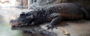 West African Dwarf crocodile in exhibit