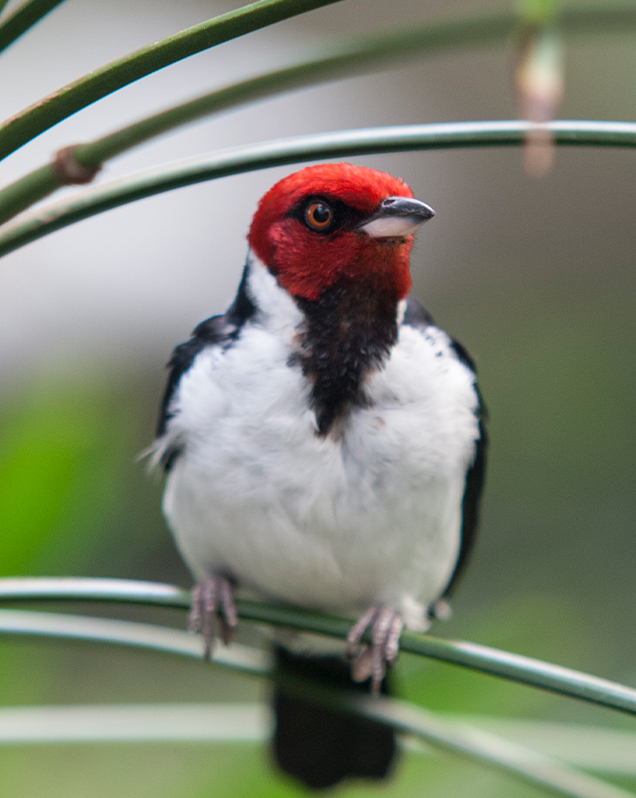 Red-capped cardinal in exhibit