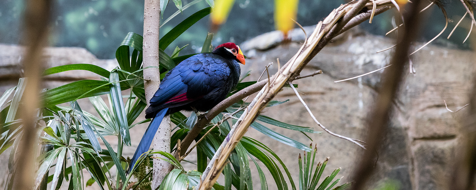 Violaceous turaco in exhibit