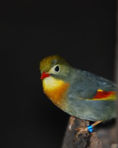 Red-billed leiothrix in exhibit