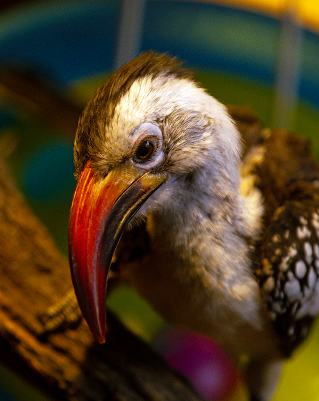 Red-billed hornbill in exhibit