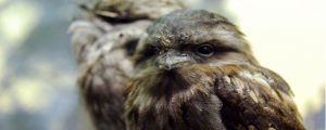 Tawny frogmouth in exhibit