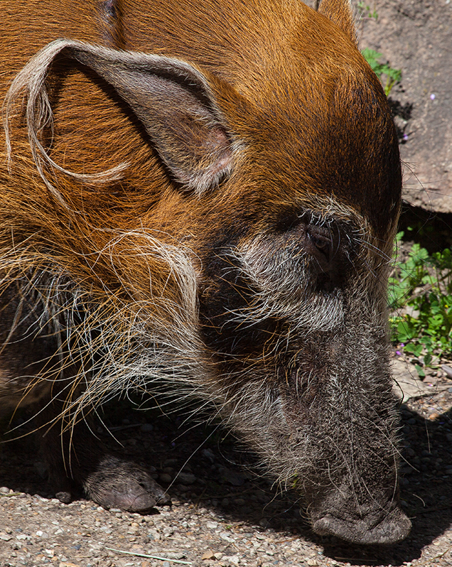 Red river hog in exhibit