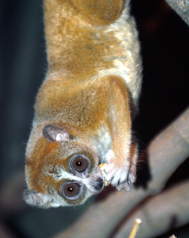 Pygmy slow loris in exhibit
