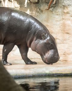 Pygmy hippopotamus in exhibit