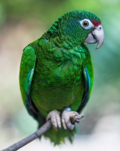Puerto Rican parrot in exhibit
