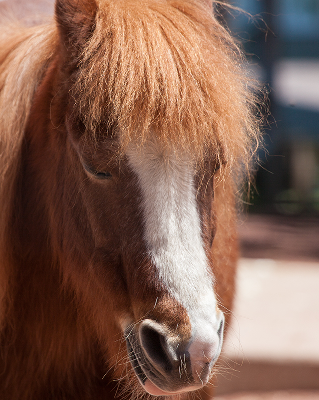 Pony in exhibit