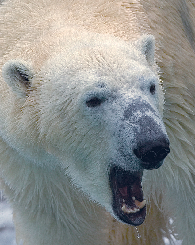 Polar Bear - Lincoln Park Zoo