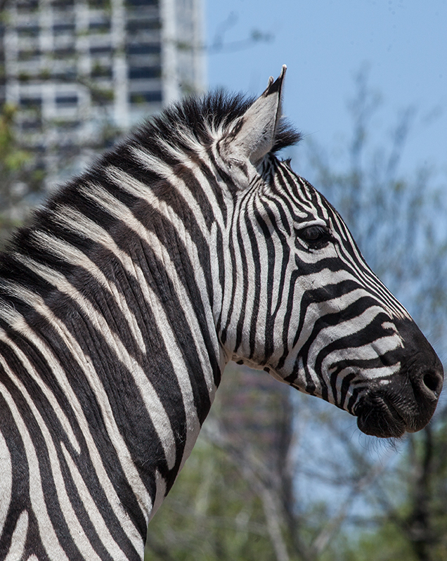 Plains zebra in exhibit