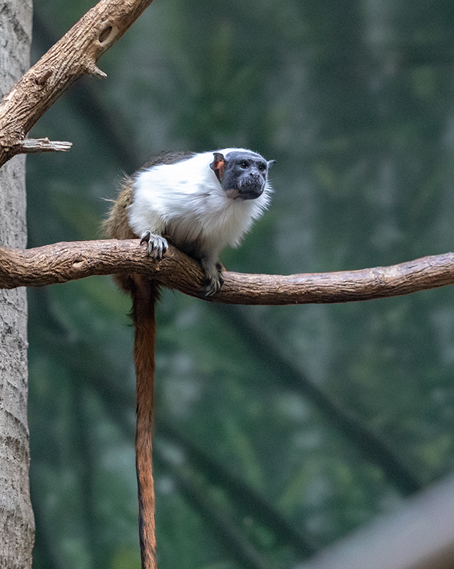 Pied tamarin in exhibit