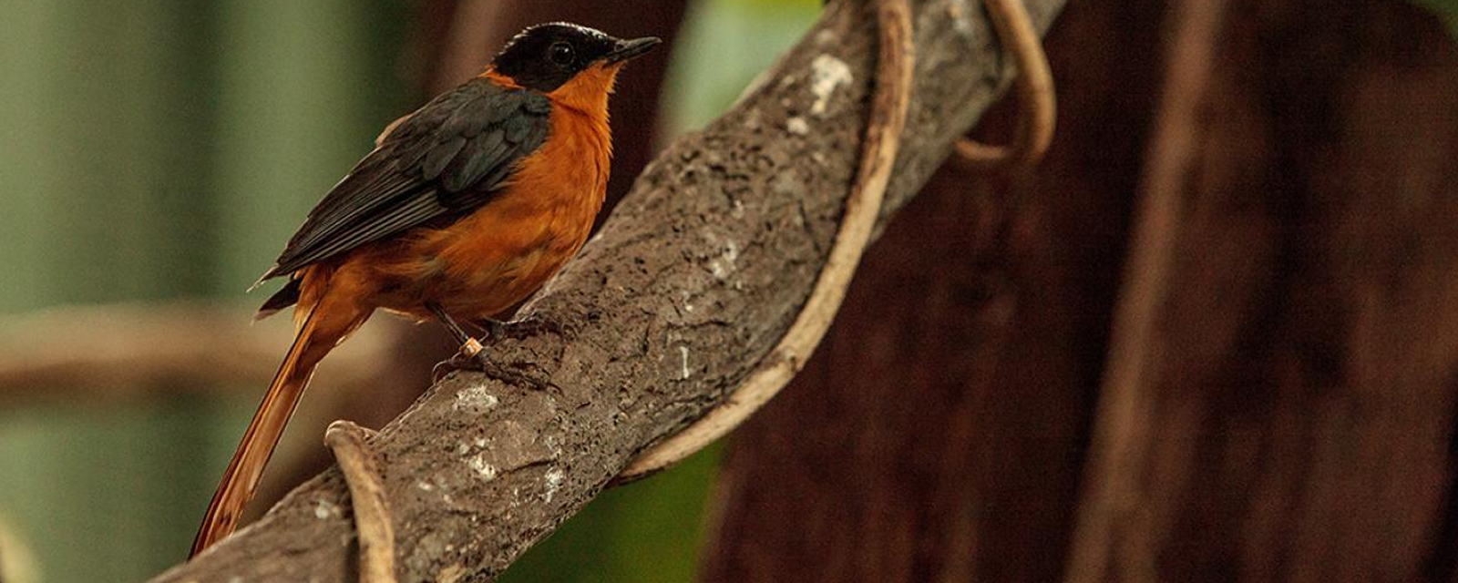 Snowy-headed robin chat in exhibit