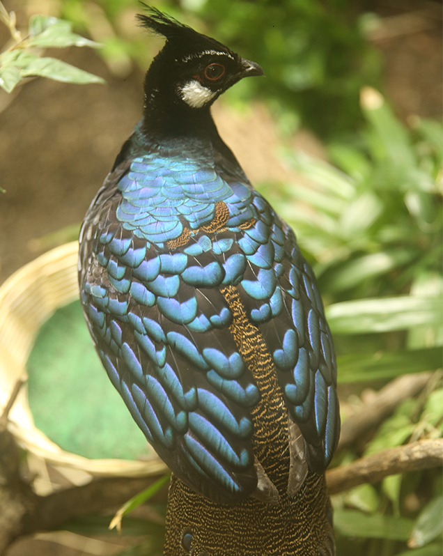 Palawan peacock pheasant in exhibit