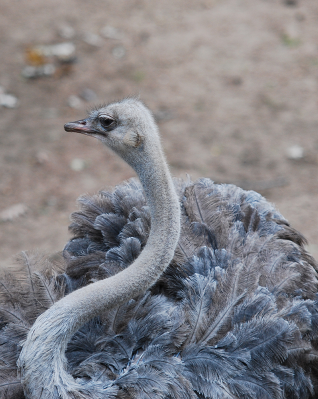 Ostrich - Lincoln Park Zoo Ostrich - Lincoln Park Zoo