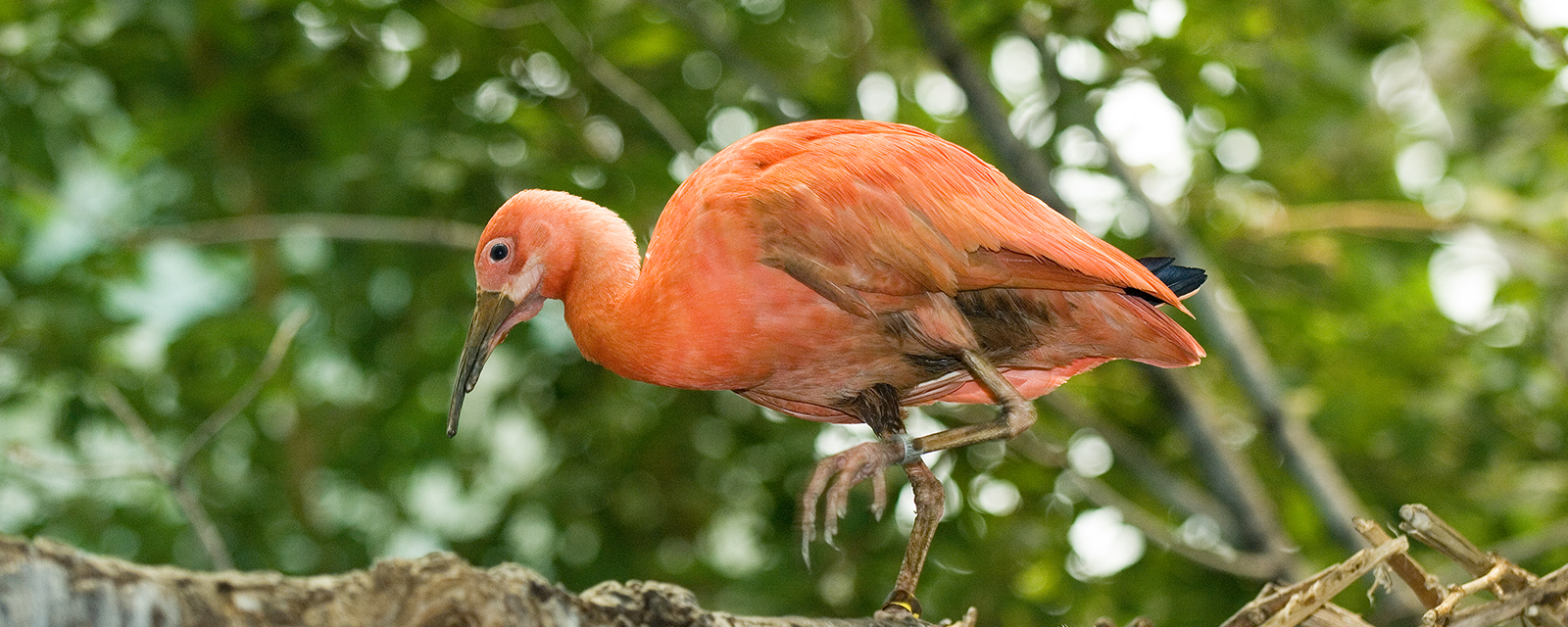 Scarlet ibis in exhibit