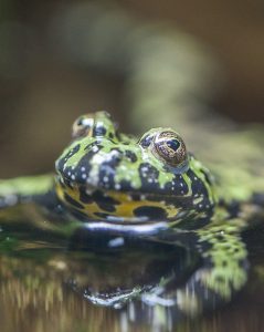 Oriental fire-bellied toad in exhibit