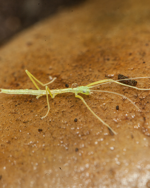 Northern walkingstick in exhibit