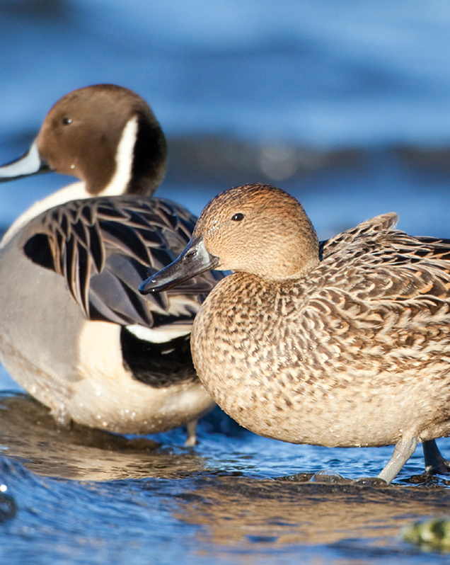 Northern pintail in exhibit