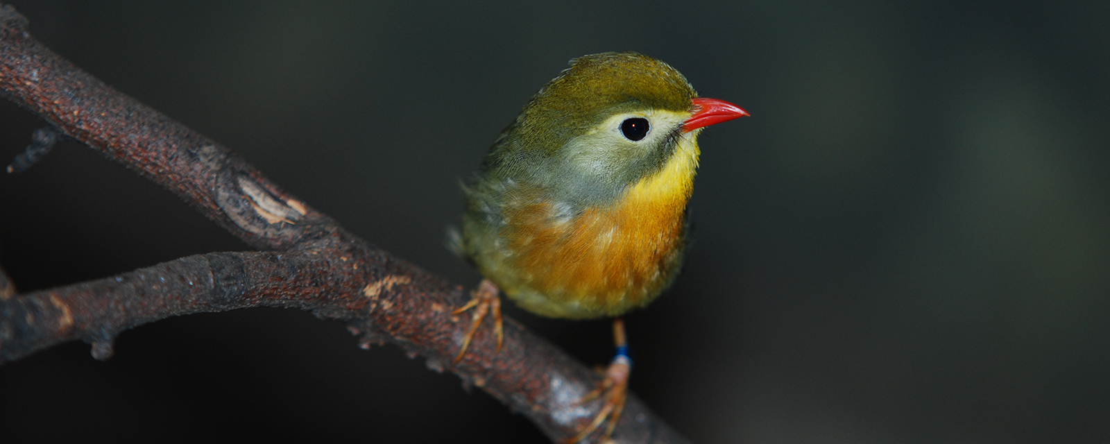 Red-billed leiothrix in exhibit