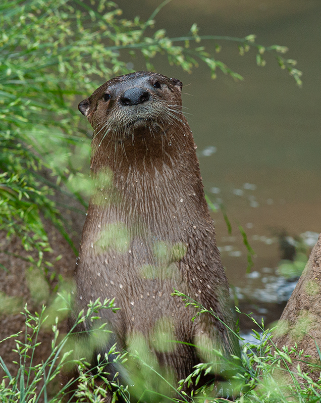 North american river otter in exhibit