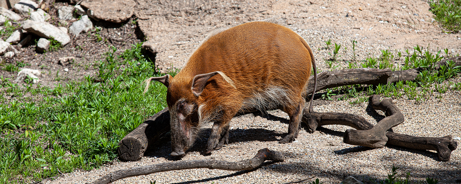 Red river hog in exhibit