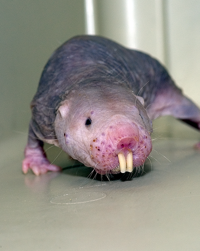 Naked Mole Rat - Lincoln Park Zoo