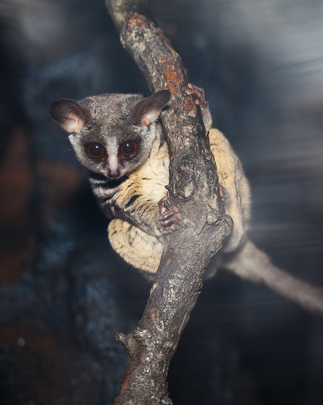 Moholi Bushbaby - Lincoln Park Zoo Moholi Bushbaby - Lincoln Park Zoo