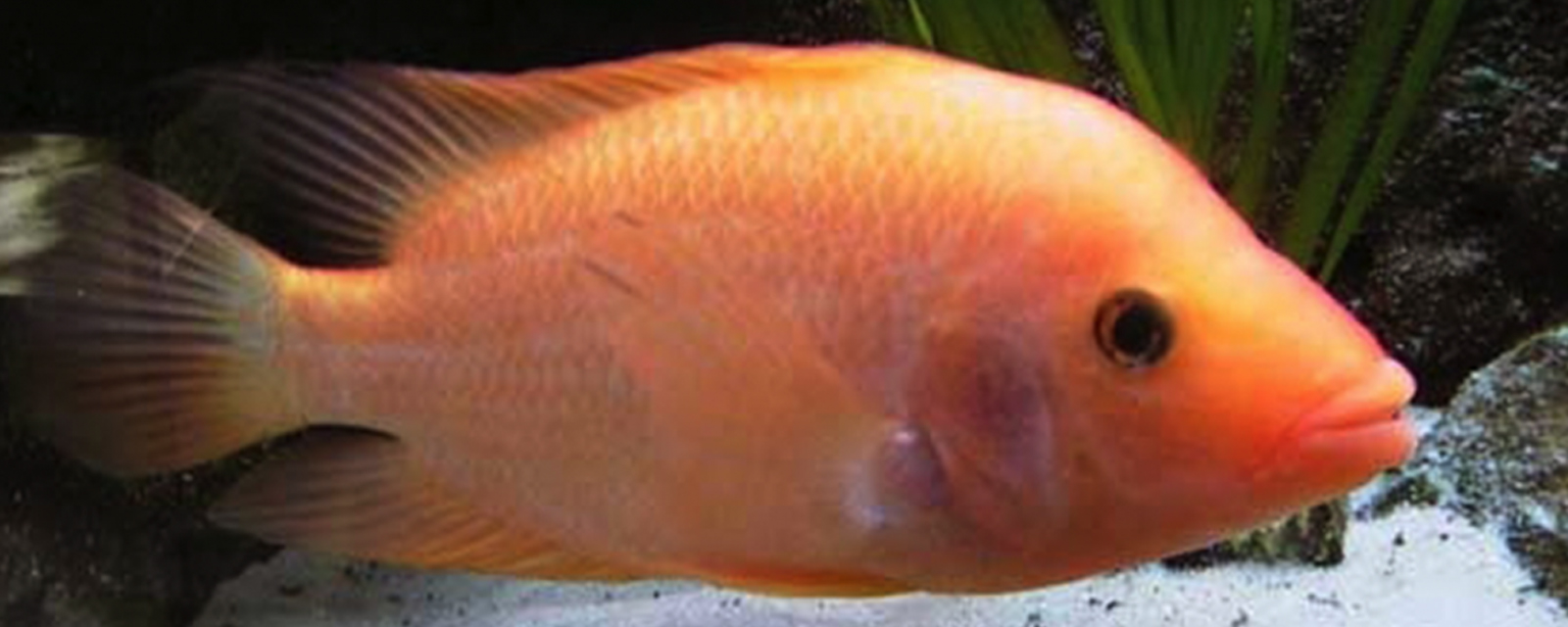 midas cichlid care