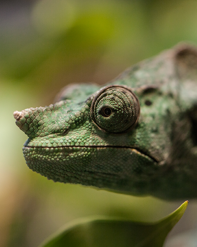 Meller's chameleon in exhibit