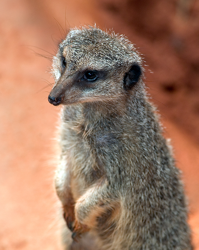 Meerkat - Lincoln Park Zoo